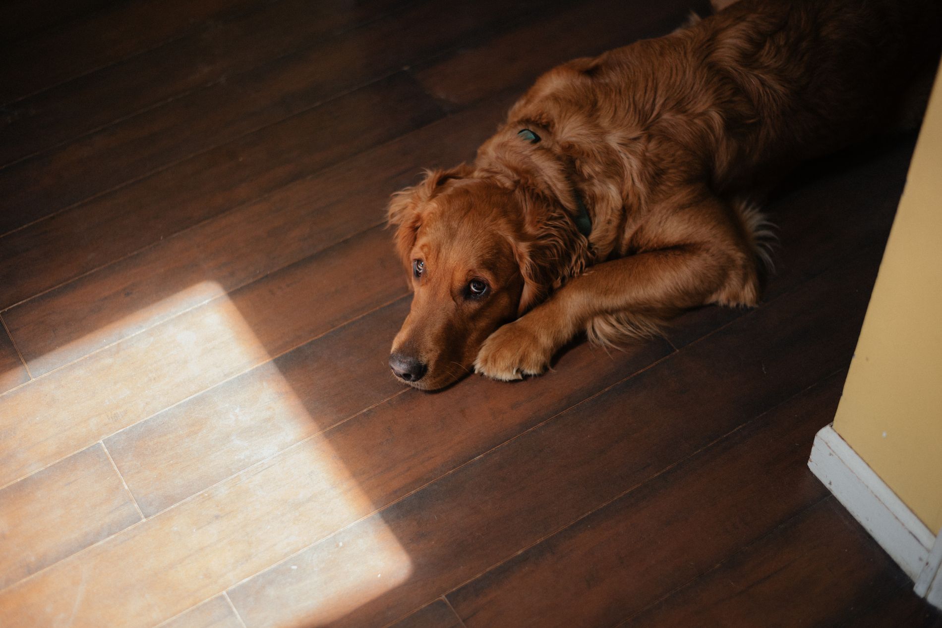 Perro descansando sobre un piso de madera con luz de tarde