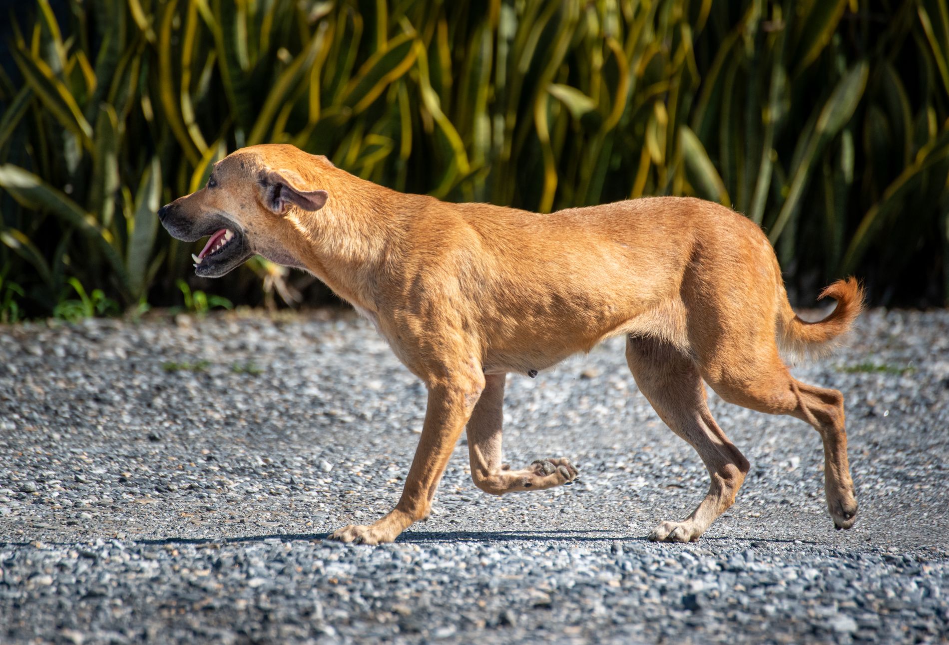Perro caminando sobre pedregullo